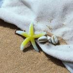 EnLazame Estrella de Mar + Shells Clip