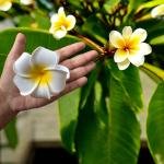 EnLazame Plumeria Hair Clip -Gancho