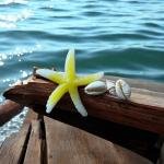 EnLazame Estrella de Mar + Shells Clip